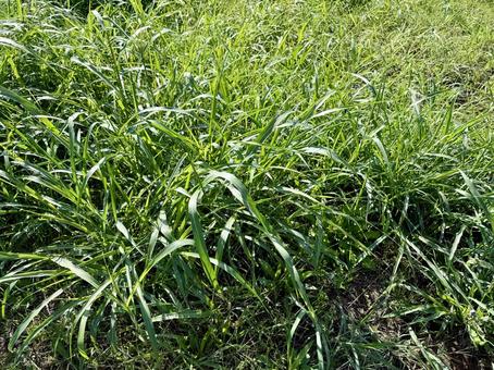 雑草 雑草,草,自然の写真素材