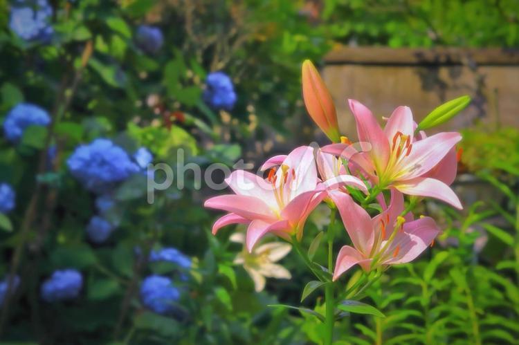美しいピンクの百合と青い紫陽花 植物,花,百合の写真素材