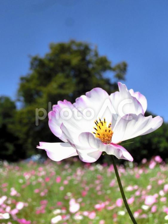 白いコスモスと青空2 10月,こすもす,アップの写真素材