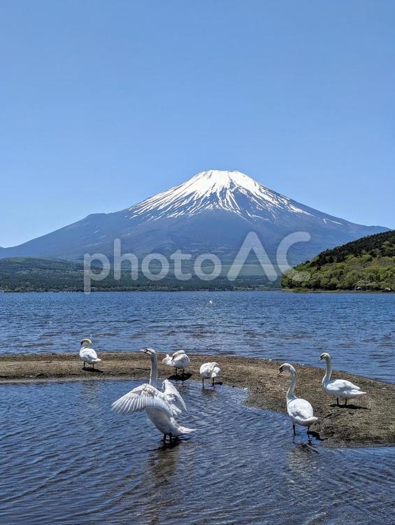 羽根を広げる白鳥 富士山,白鳥,スワンの写真素材