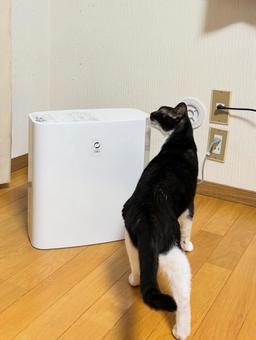 加湿器と白黒猫 白黒,猫,ハチワレの写真素材