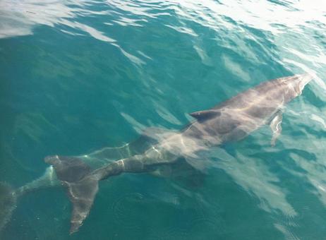 Photo, dolphin, tiny, creatures, 