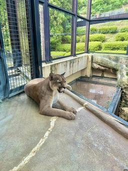ピューマ(パンサー) ピューマ(パンサー) ピューマ,パンサー,肉食動物の写真素材