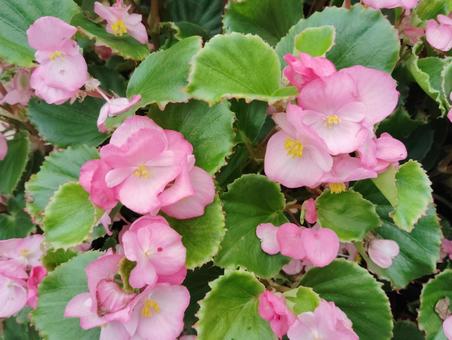 ベゴニア ピンク ベゴニア ピンク ベゴニア,花,咲くの写真素材