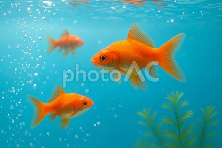 金魚たちの水中散歩 金魚,水中,生き物の写真素材