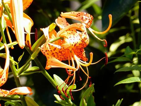 [Flower photo] Tiger lily, JPG