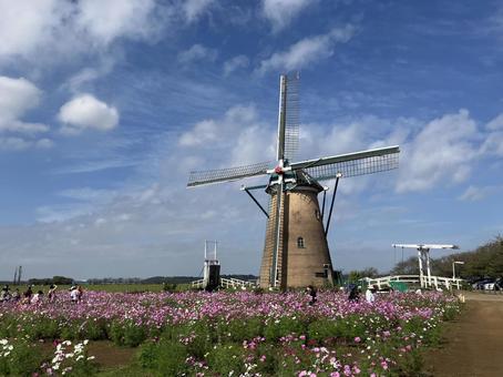 佐倉ふるさと広場の風車とコスモス 佐倉ふるさと広場,風車,オランダ風車の写真素材