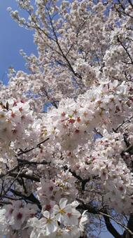 満開 満開,桜,花見の写真素材