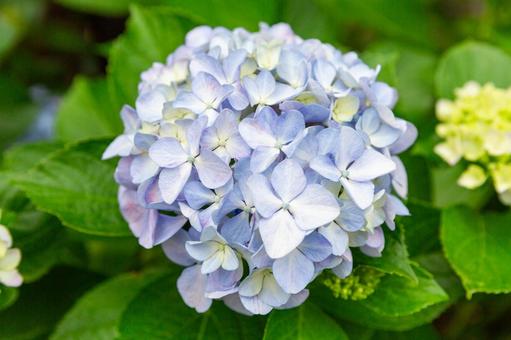 2025年6月の紫陽花2 アジサイ,雨,6月の写真素材