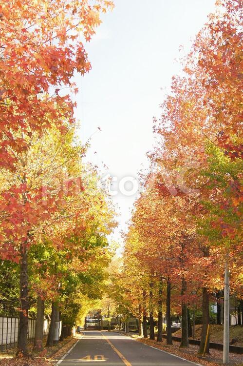 紅葉-521 紅葉,カエデ,アメリカ楓の写真素材