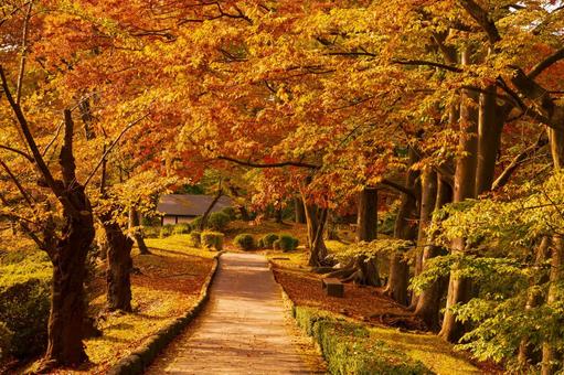 Photo, autumn leaves, park, chiaki park, 
