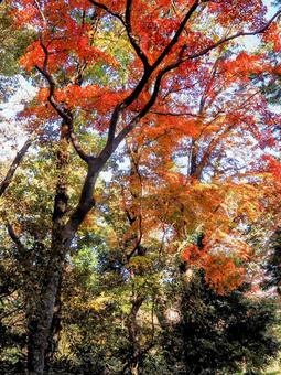 秋の天覧山・幻想的な紅葉(埼玉県飯能市) 秋の天覧山・幻想的な紅葉(埼玉県飯能市) 秋,天覧山,紅葉の写真素材