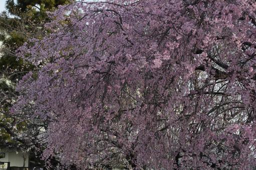しだれ桜 しだれ桜の写真