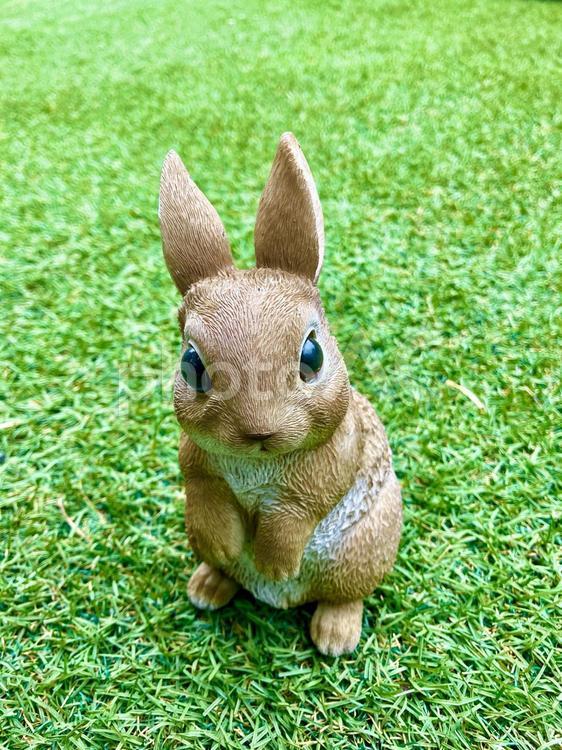 こんにちは、うさぎです。 ウサギ,うさぎ,兎の写真素材