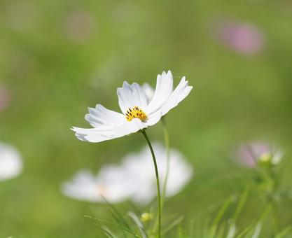 白い秋桜 白い秋桜の写真
