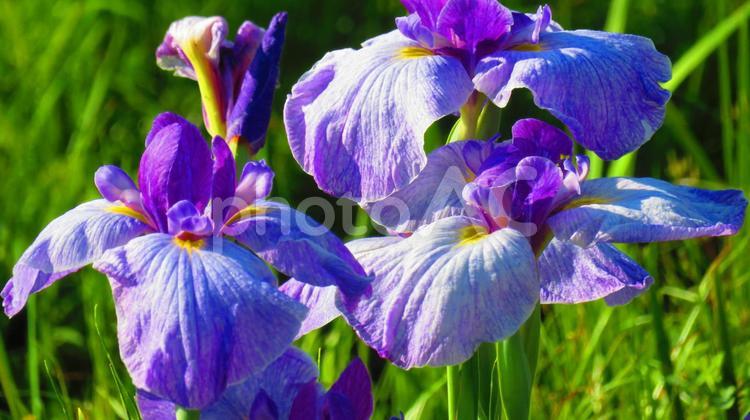 ５月下旬のハナショウブの花 背景,ハナショウブ,花しょうぶの写真素材