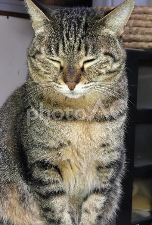 悟りをひらく猫 猫,ネコ,ねこの写真素材