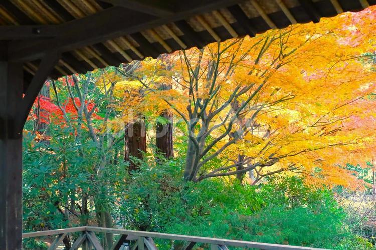 秋のイメージ素材 秋,紅葉,イメージの写真素材