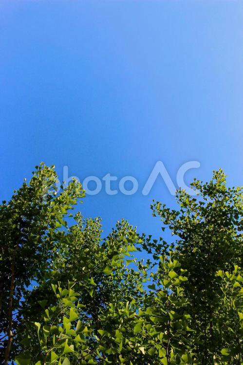 青空　と　木 雲,そら,晴れの写真素材