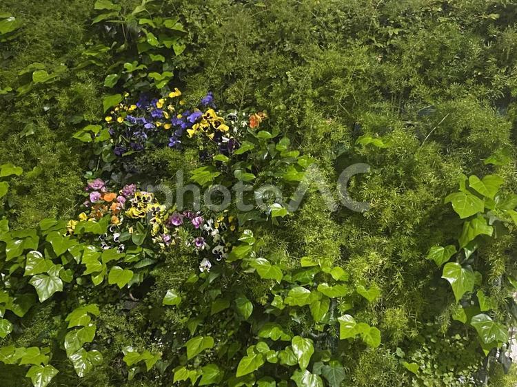 草木　草花　緑の壁 草花,草木,緑の写真素材