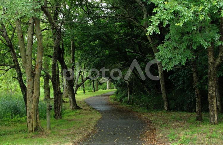 雨に濡れた遊歩道と森林 遊歩道,森林,雨の写真素材