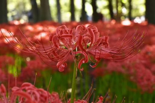 彼岸花 彼岸花の写真