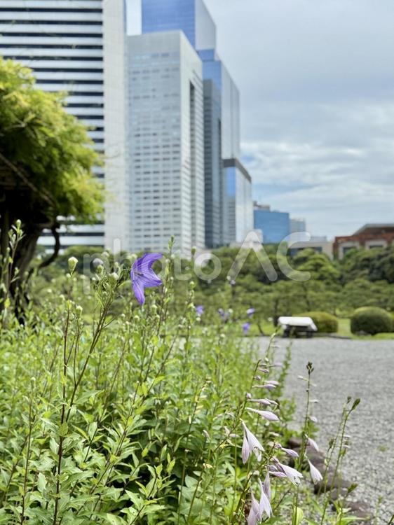 6月　旧芝離宮恩賜庭園　桔梗 岩,庭石,キキョウの写真素材