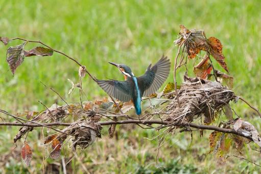 翼を広げるカワセミ 鳥,野鳥,カワセミの写真素材