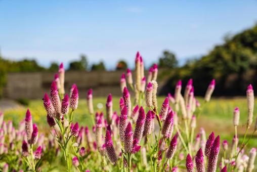 野鶏頭 野鶏頭 ケイトウ,花,植物の写真素材