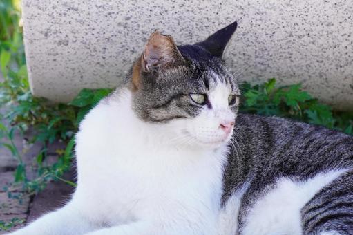 ねこ ねこ ねこ,野良,草の写真素材