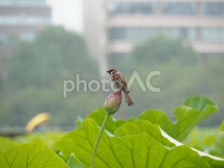 蓮の蕾と雀 スズメ,雀,すずめの写真素材