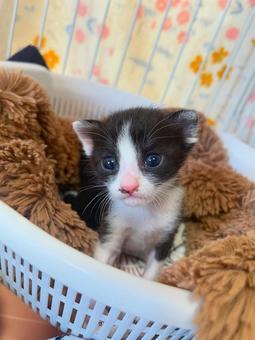 kitten, JPG kitten, JPG