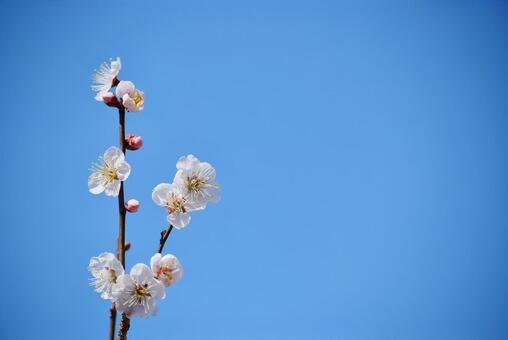 ＜春のイメージ＞青空と梅の花 梅,花,梅の花の写真素材