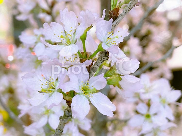 淡いピンクの桜の花 春,さくら,サクラの写真素材