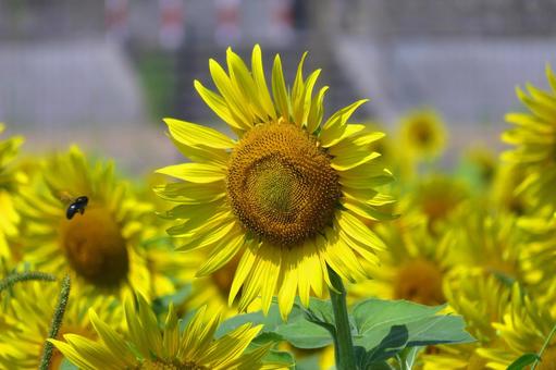 向日葵の花 向日葵の花の写真