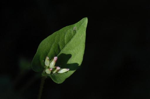 ミゾソバの蕾 ミゾソバの蕾の写真