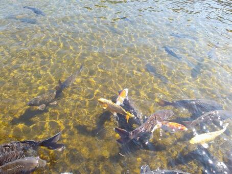 鯉 鯉,コイ,池の写真素材