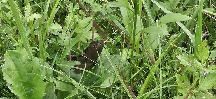 草に隠れるウスイロコノマチョウ 草に隠れるウスイロコノマチョウの写真