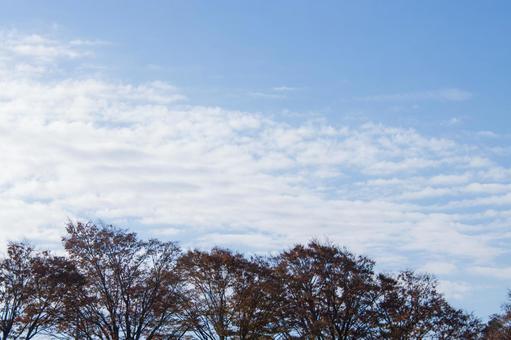 並木と青空 青空,雲,背景の写真素材