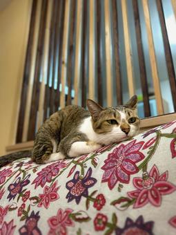 ソファのくつろぎ猫 ソファのくつろぎ猫 猫,くつろぎ,ソファの写真素材