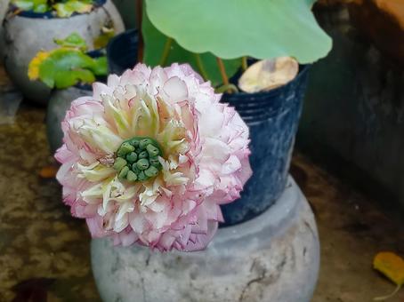 大輪のピンクと白のハスの花 大輪のピンクと白のハスの花の写真