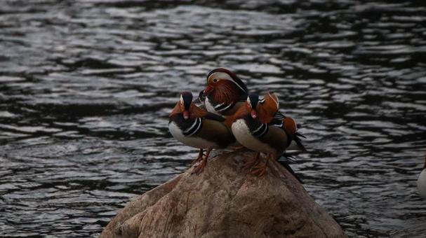 オシドリ団らんの写真