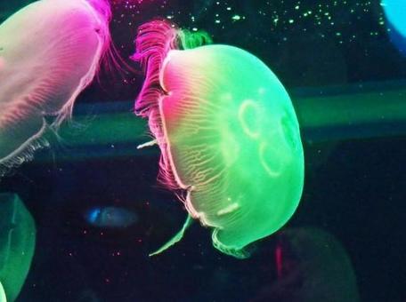 クラゲ クラゲの写真