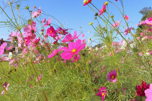 コスモス　花　青空 花,コスモス,秋桜の写真素材