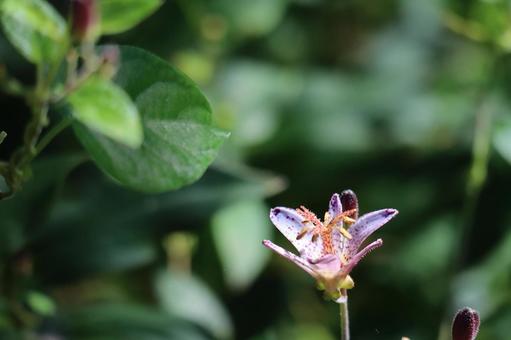 不思議な花のタイワンホトトキスのアップ 不思議な,花,タイワンホトトキスの写真素材