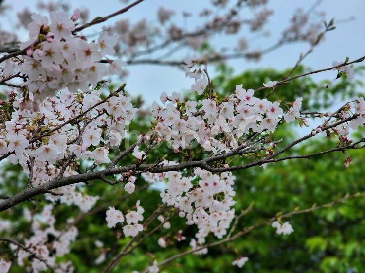 美しい桜が満開 サクラ,桜木,花びらの写真素材