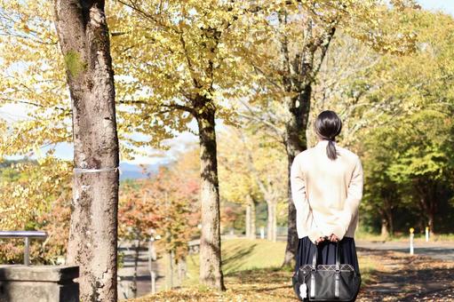 紅葉散策 紅葉散策 自然,紅葉,秋の写真素材