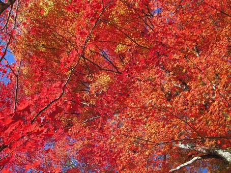 紅葉風景 紅葉,秋,青空の写真素材