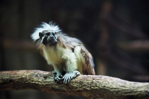 Photo, cotton bovine tamarin, tamarin, cotton bowsi panshe, 