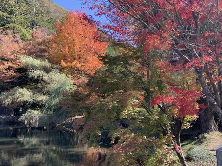 紅葉 紅葉,秋,湖の写真素材